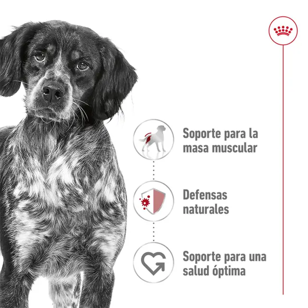 ROYAL CANIN MEDIUM ADULT 4KG - Imagen 5