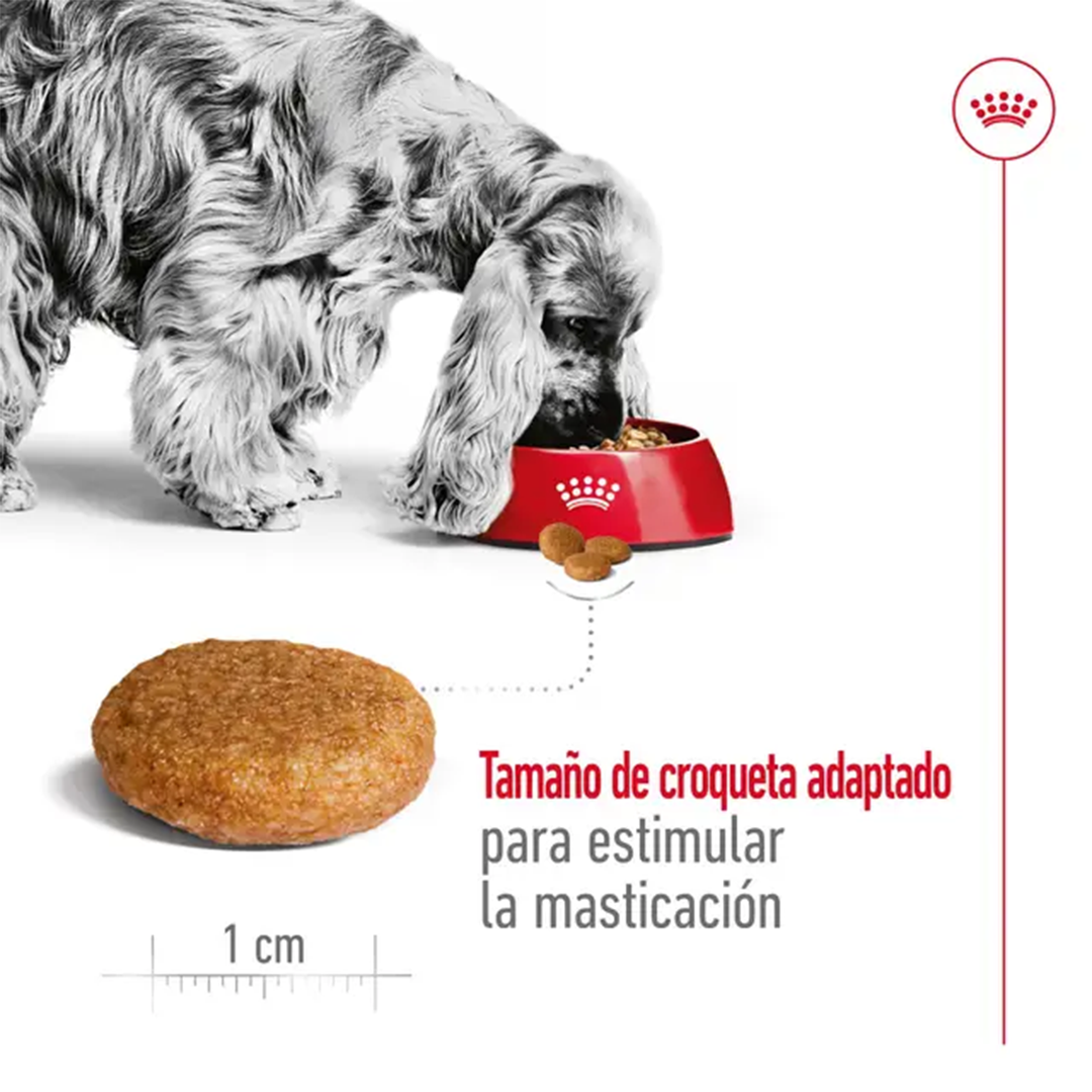ROYAL CANIN MEDIUM ADULT 4KG - Imagen 3