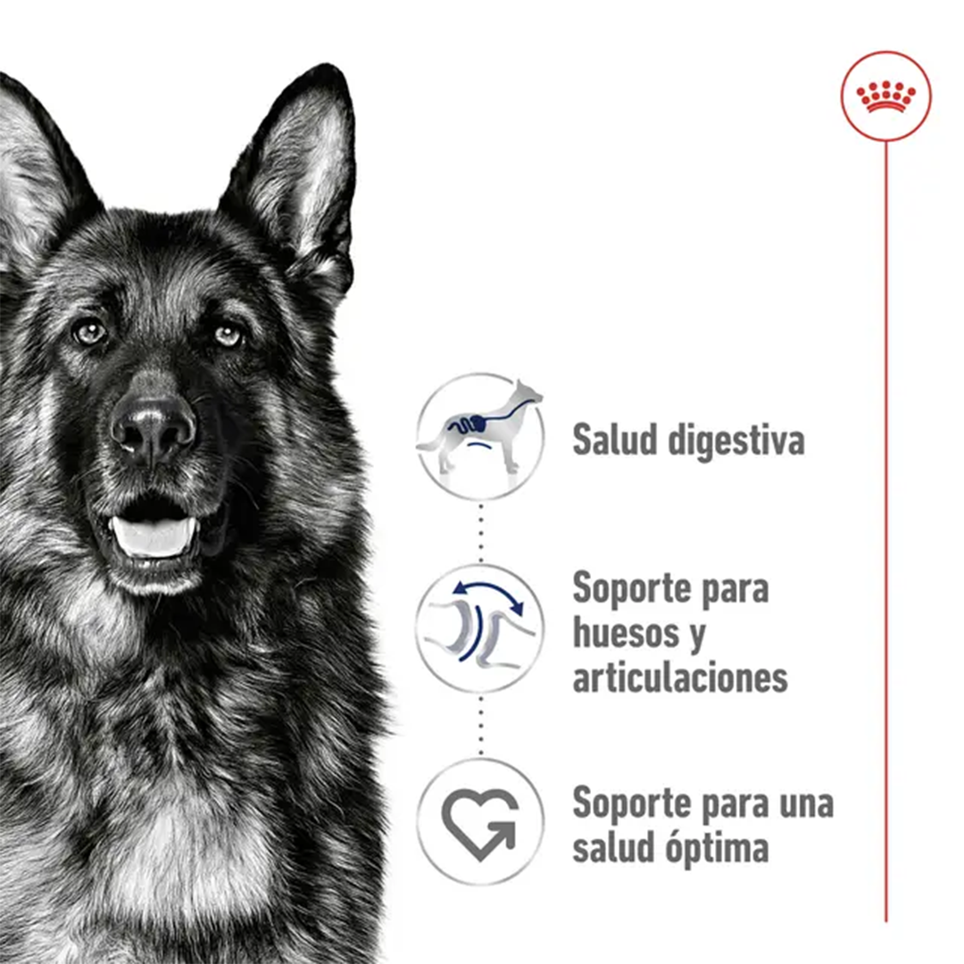 ROYAL CANIN MAXI ADULT 4KG - Imagen 3