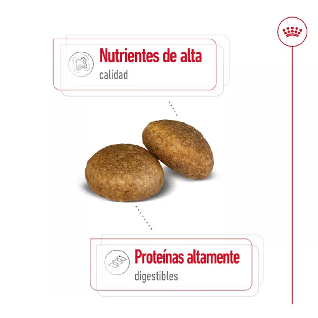 ROYAL CANIN MAXI ADULT 4KG - Imagen 4