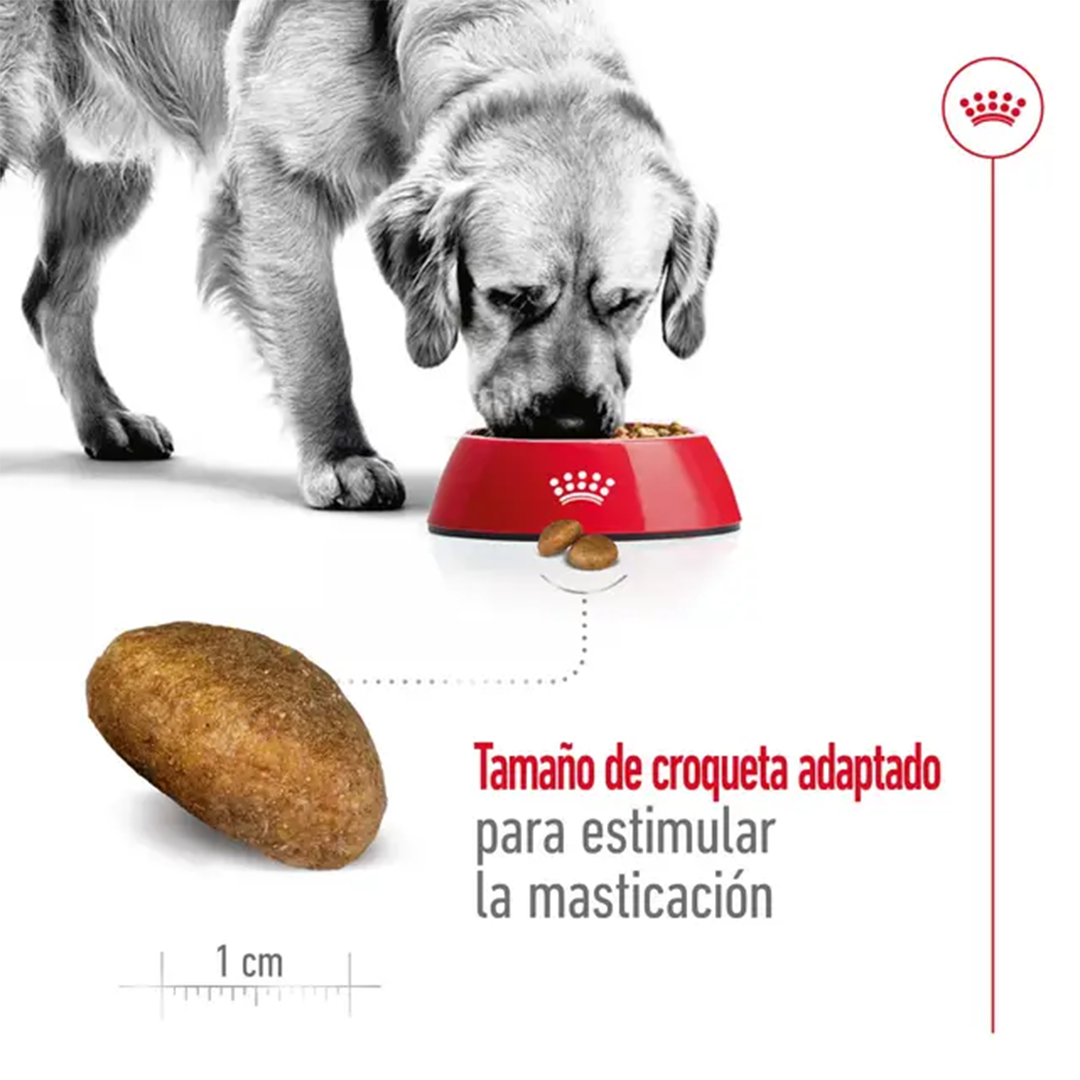 ROYAL CANIN MAXI ADULT 4KG - Imagen 5