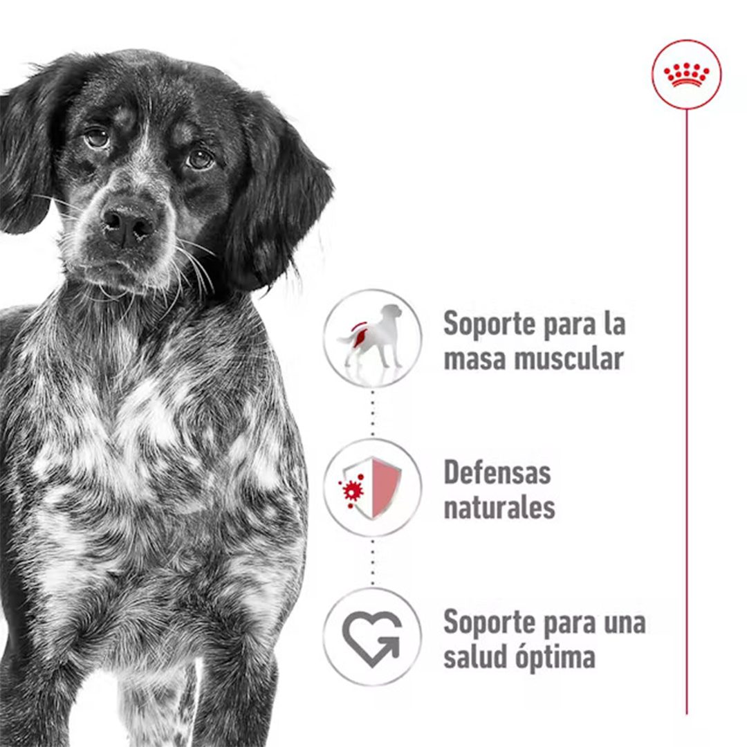 ROYAL CANIN SOBRE MEDIUM ADULT DOG 140GR - Imagen 4