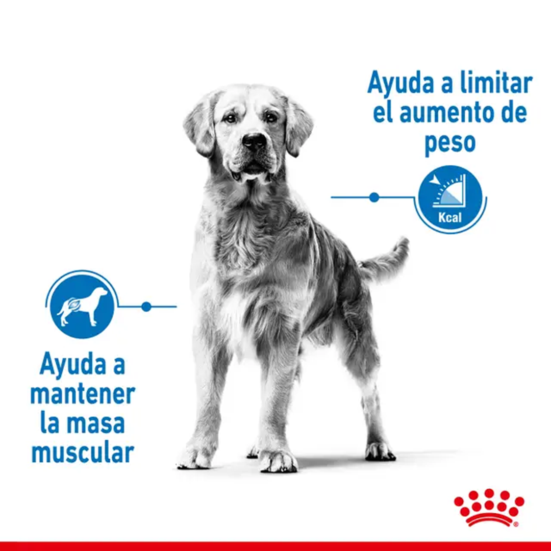 ROYAL CANIN MAXI LIGHT WEIGHT CARE 12KG - Imagen 3