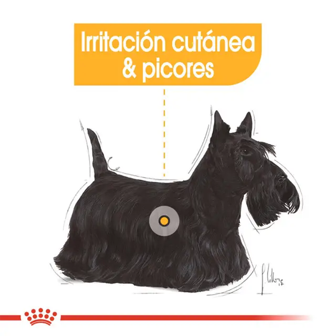ROYAL CANIN MINI DERMACONFORT 3KG - Imagen 4