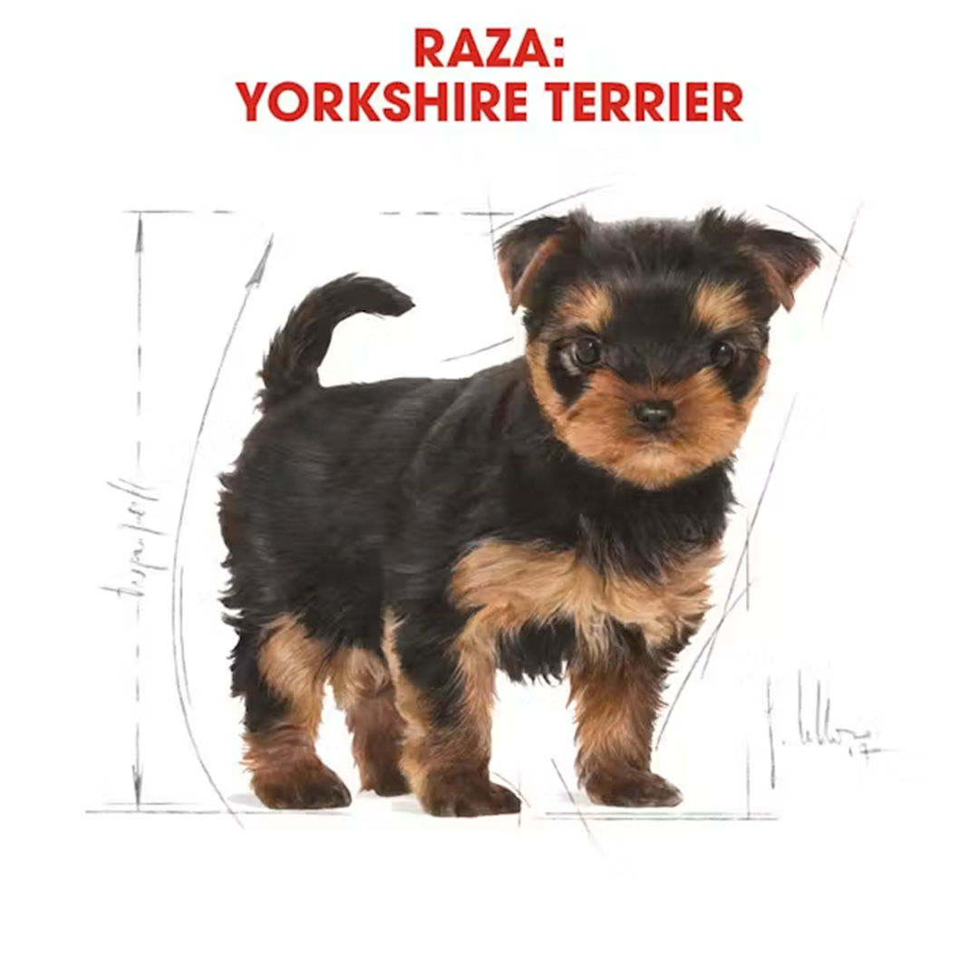 ROYAL CANIN YORKSHIRE PUPPY 1.5KG - Imagen 5