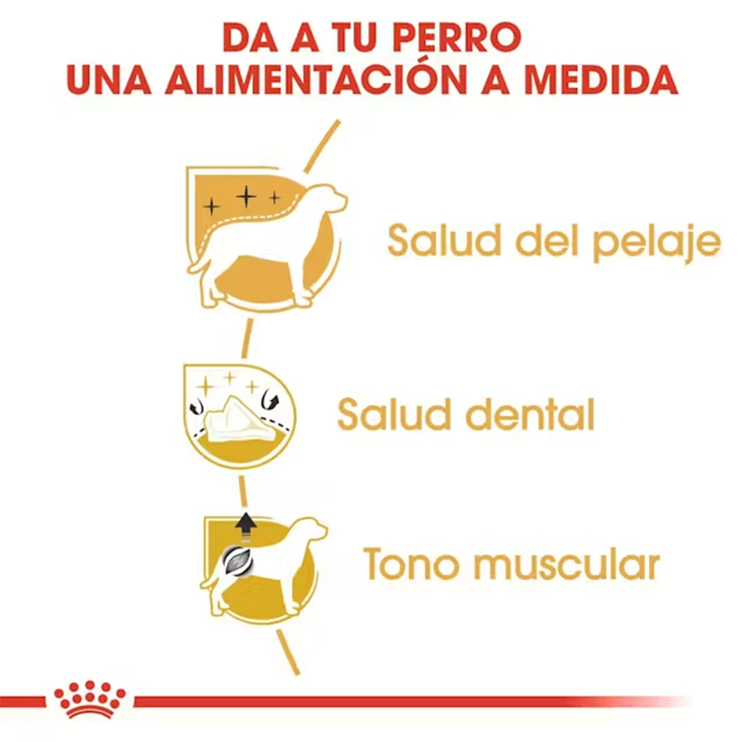 ROYAL CANIN POODLE ADULT 1.5 KG - Imagen 3