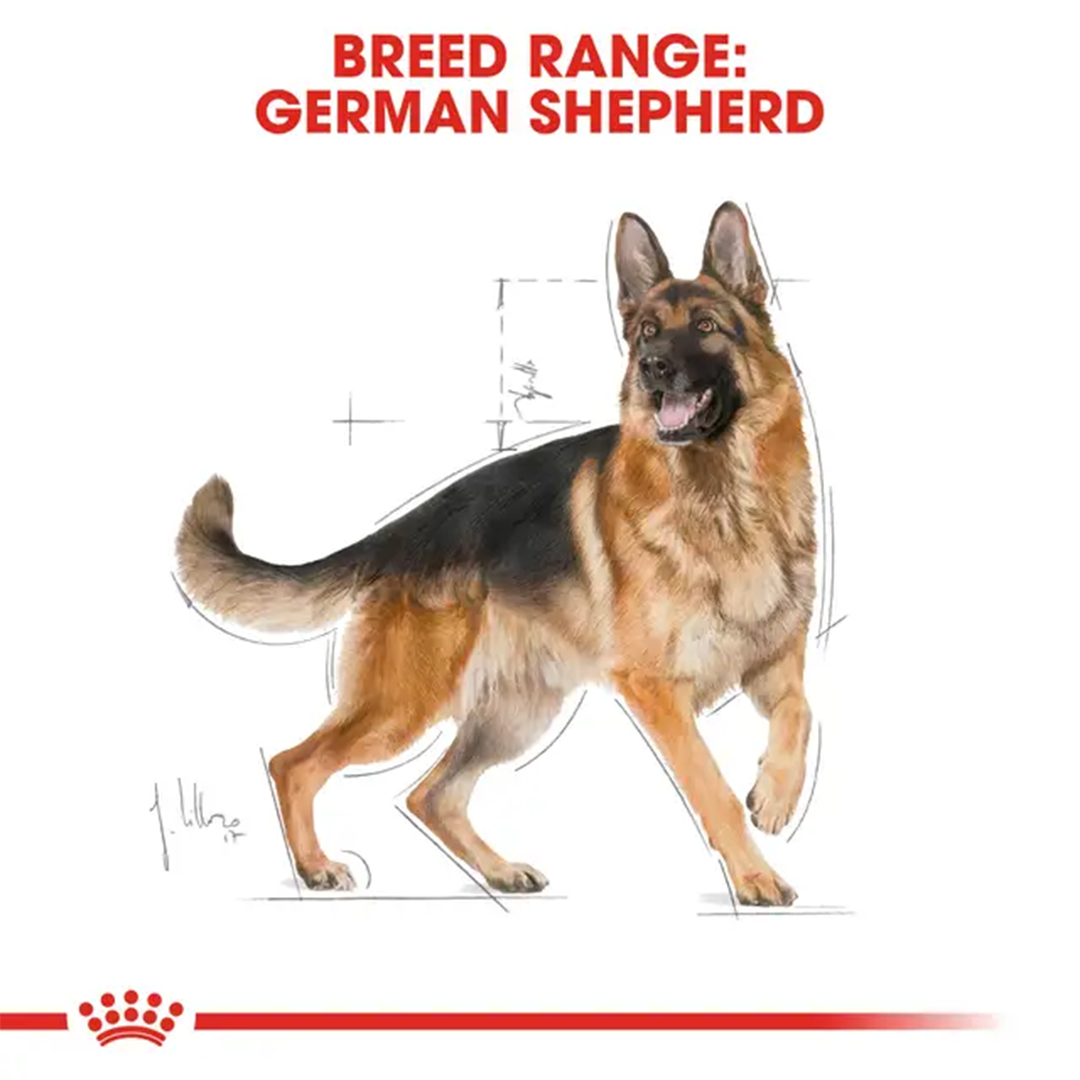 ROYAL CANIN PASTOR ALEMAN ADULT 11KG - Imagen 4