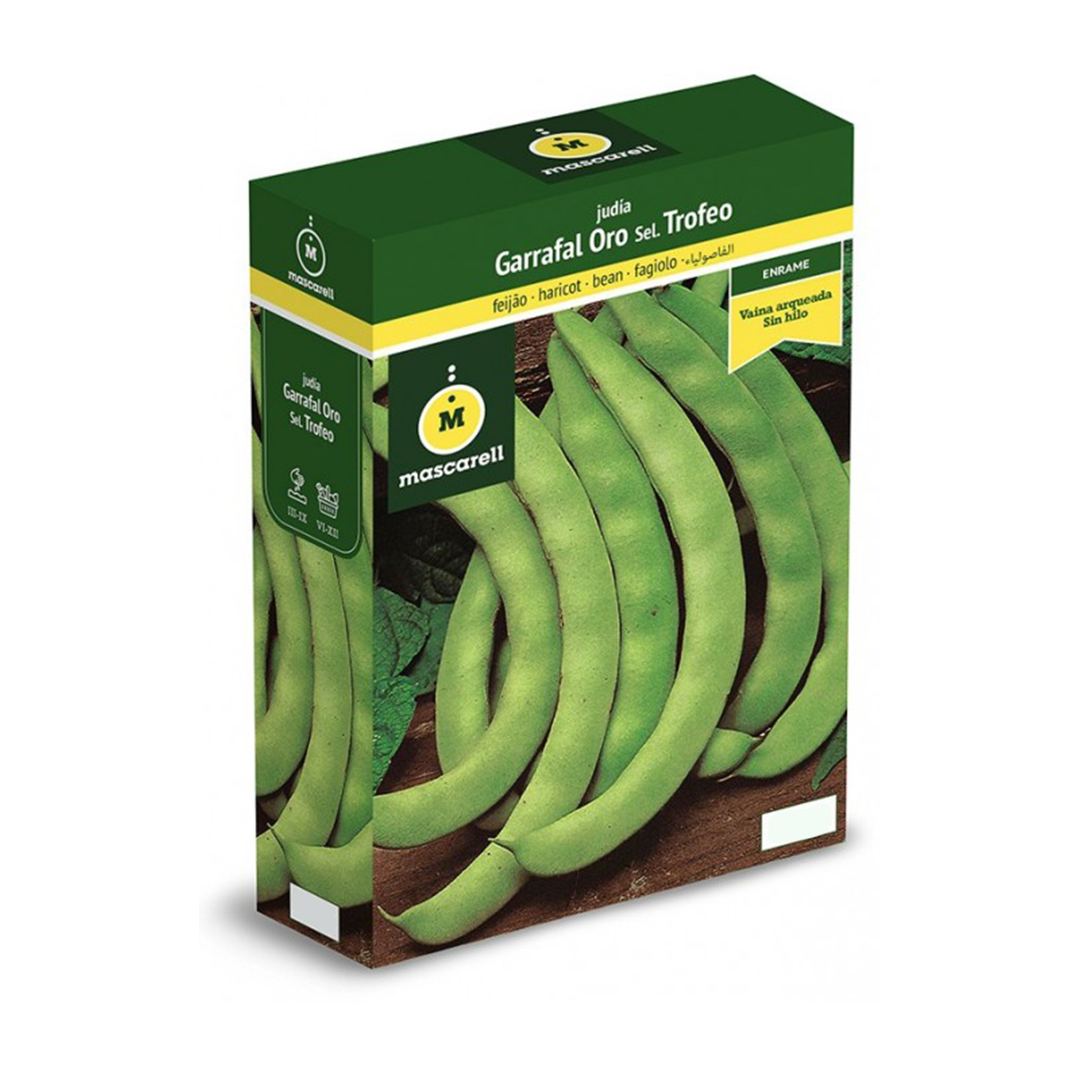 JUDIA GARRAFAL ORO  100 GR.