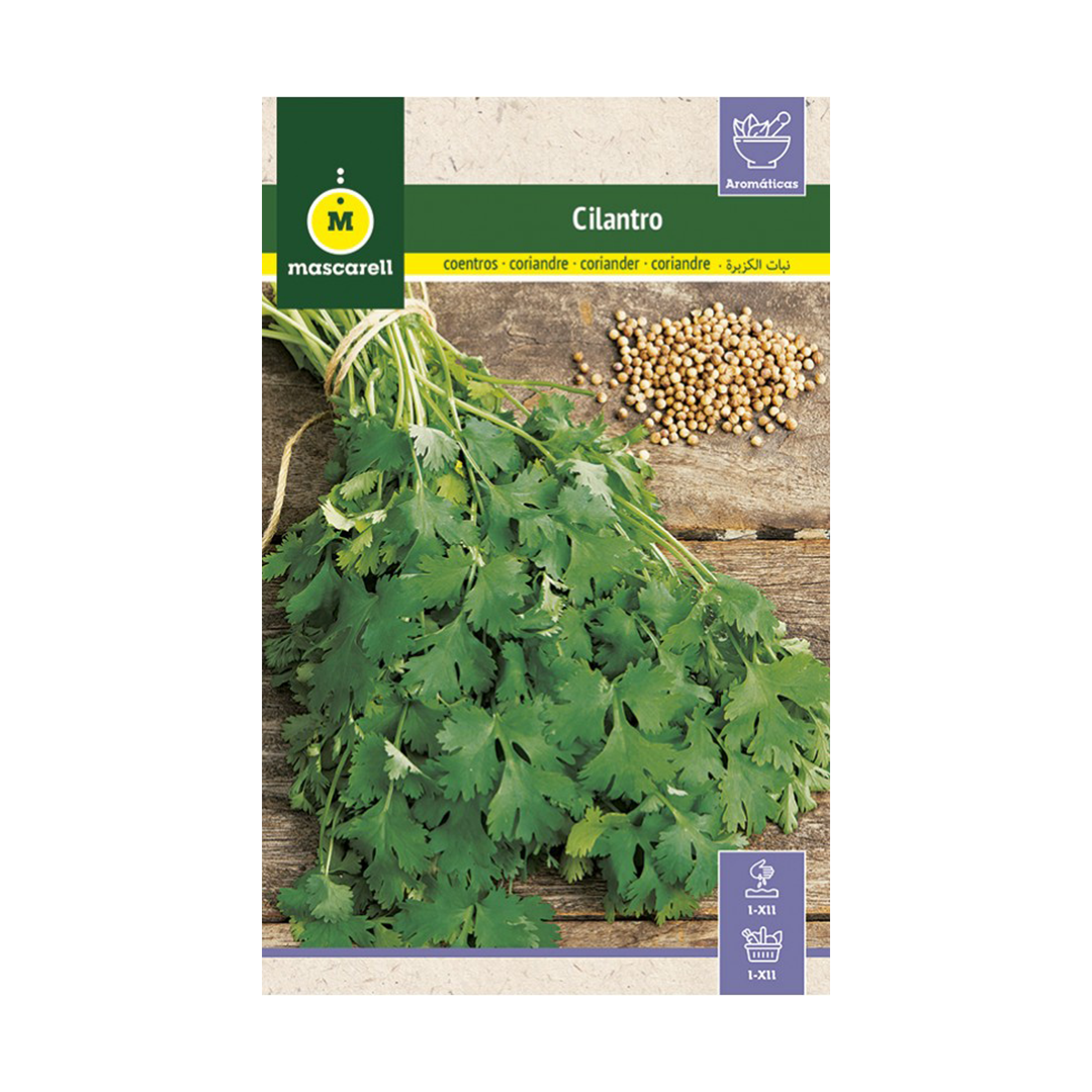 CILANTRO "J. CLUB"