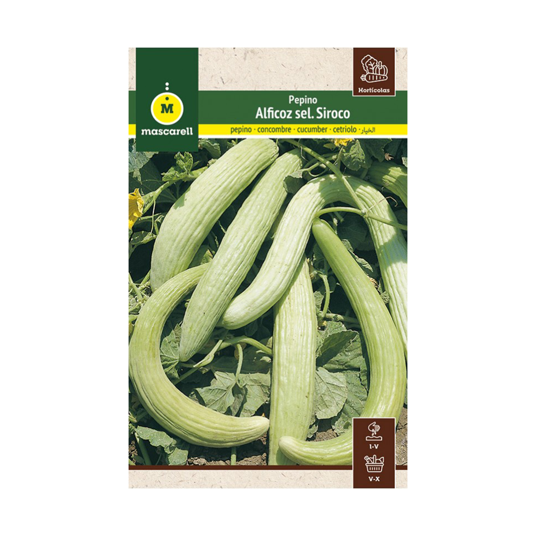 PEPINO ALFICOZ (COHOMBRO) "MAXI"