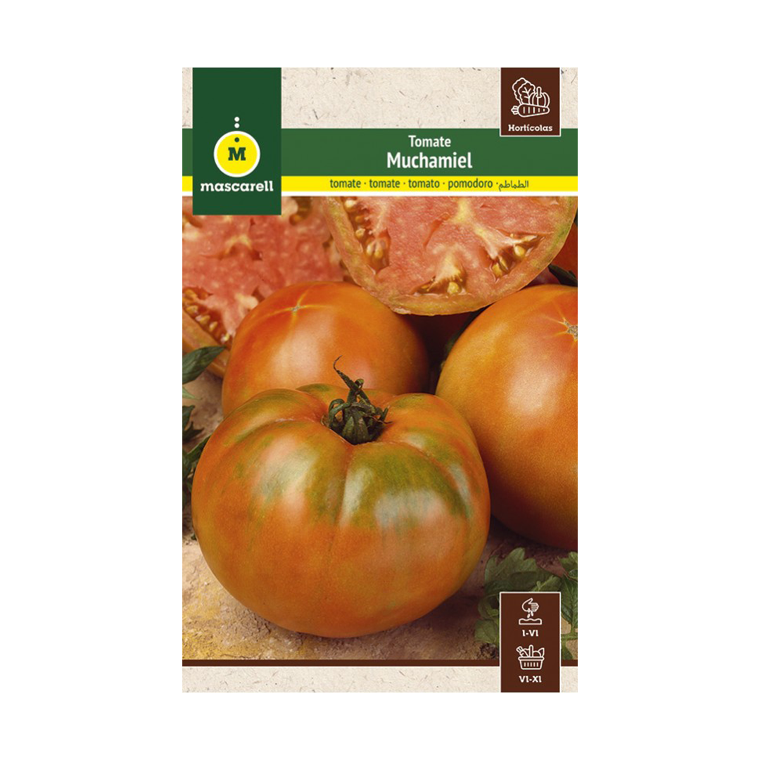TOMATE MUCHAMIEL "MAXI"