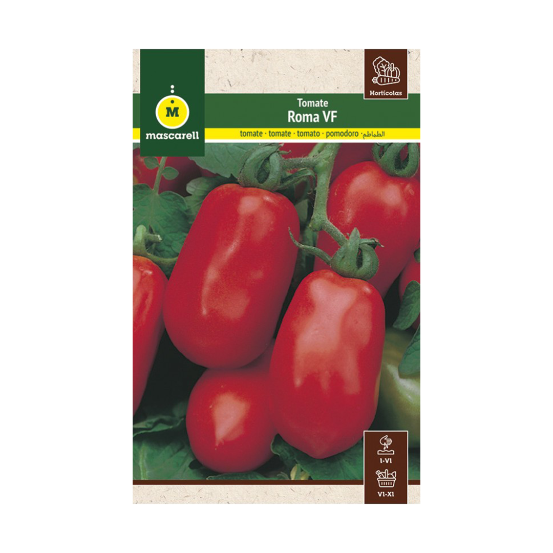 TOMATE ROMA VF PERA "MAXI"