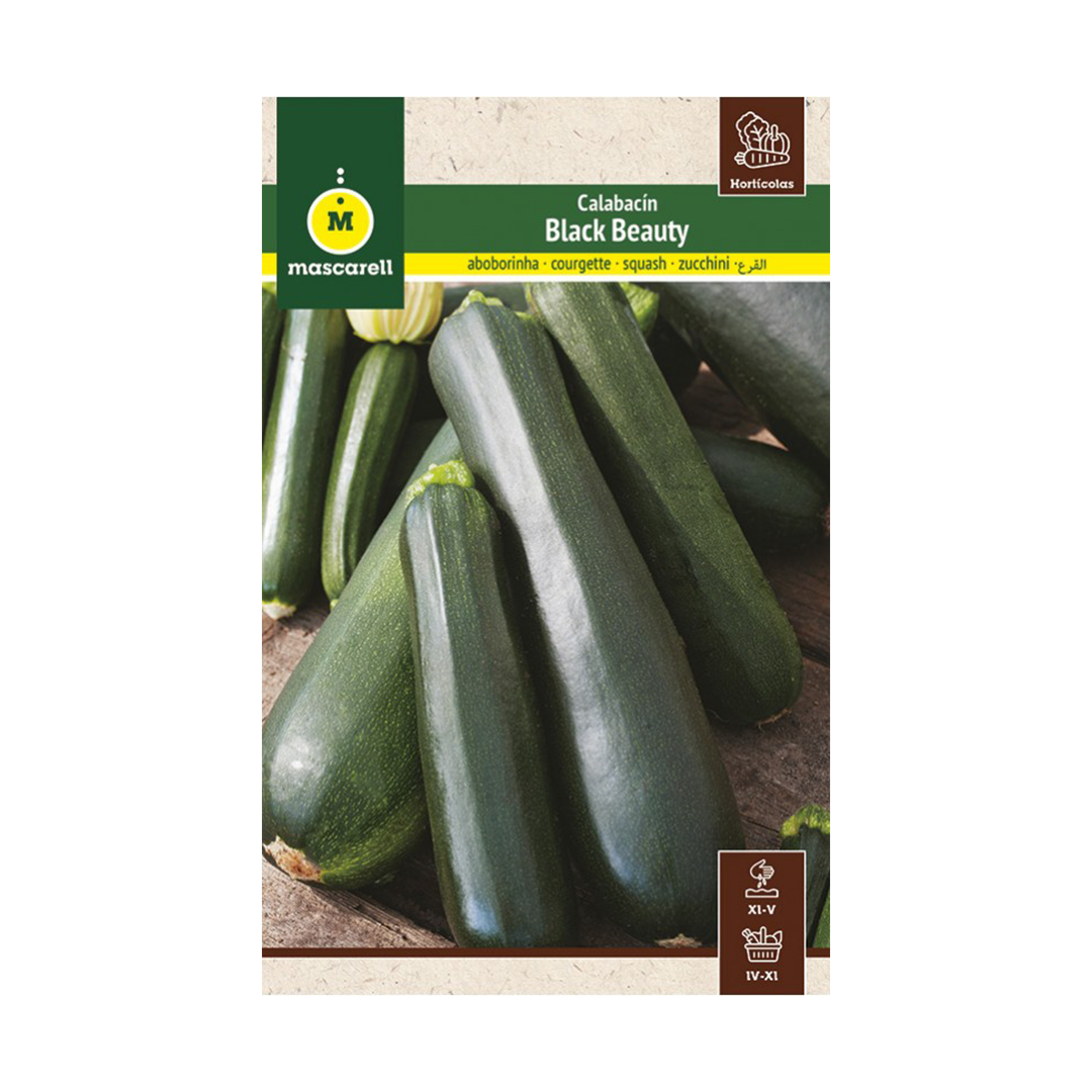 CALABACIN BLACK BEATY "MAXI"