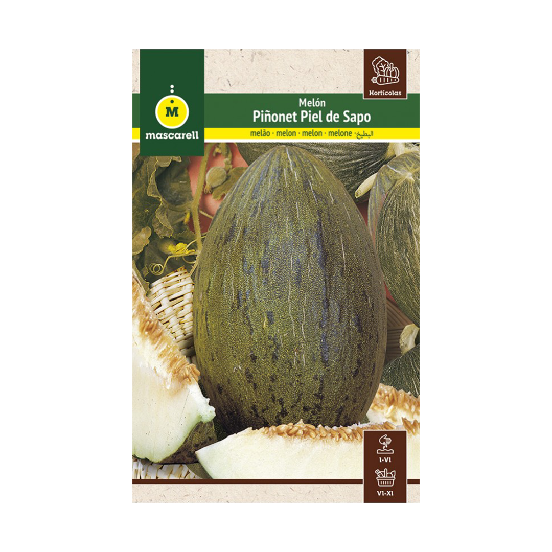 MELON PIEL DE SAPO "MAXI"