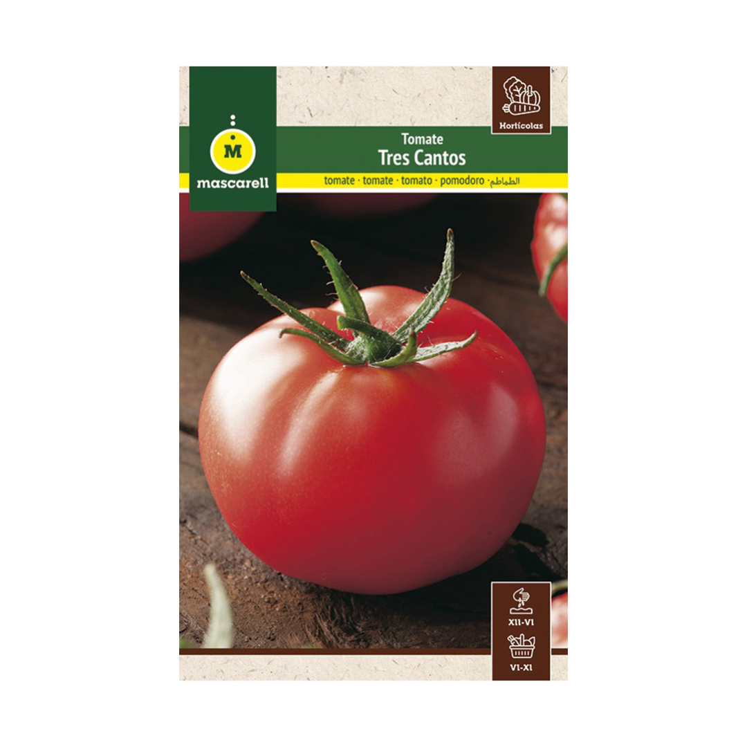 TOMATE TRES CANTOS "MAXI"