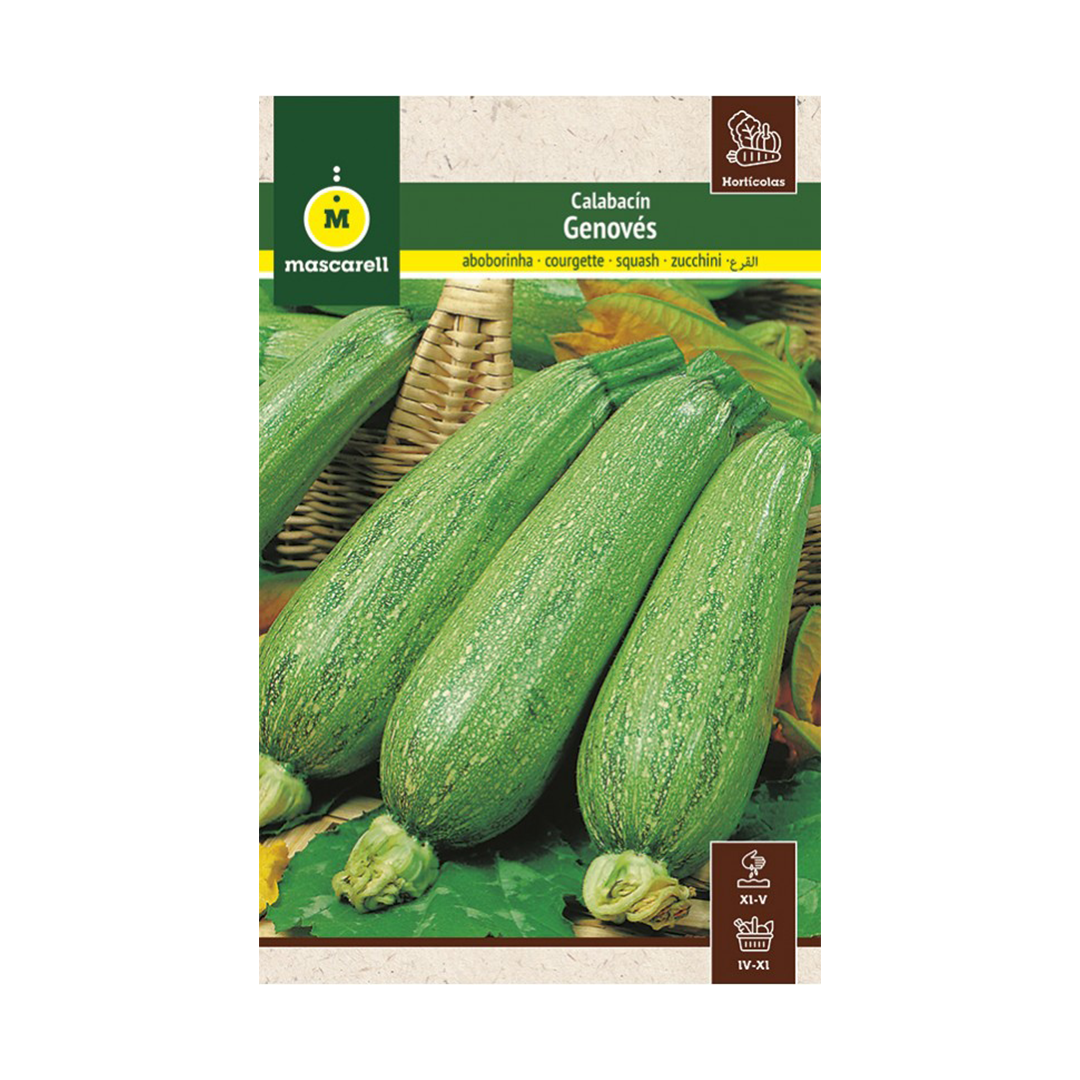 CALABACIN GENOVES (VERDE CLARO) "MAXI"