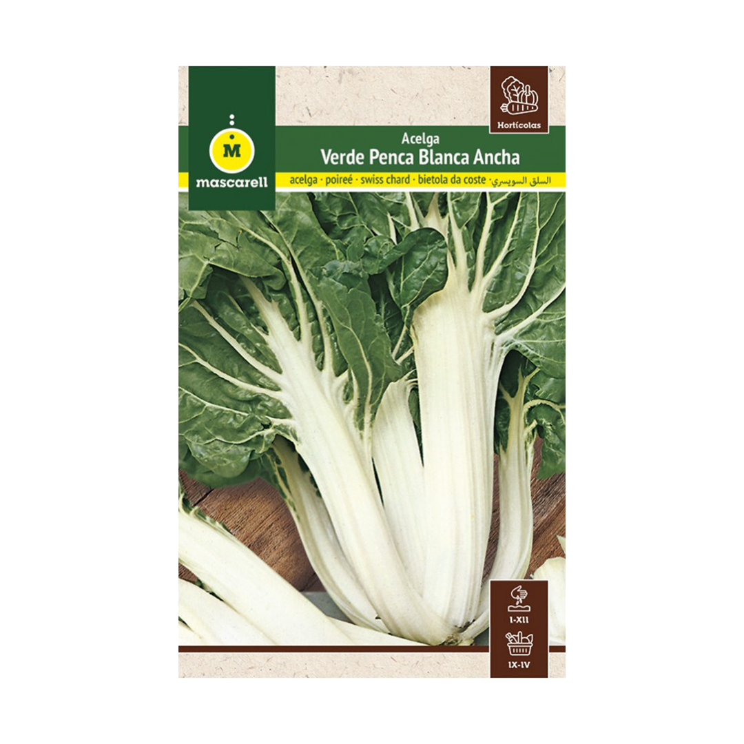 ACELGA VERDE PENCA BLANCA ANCHA "MAXI"