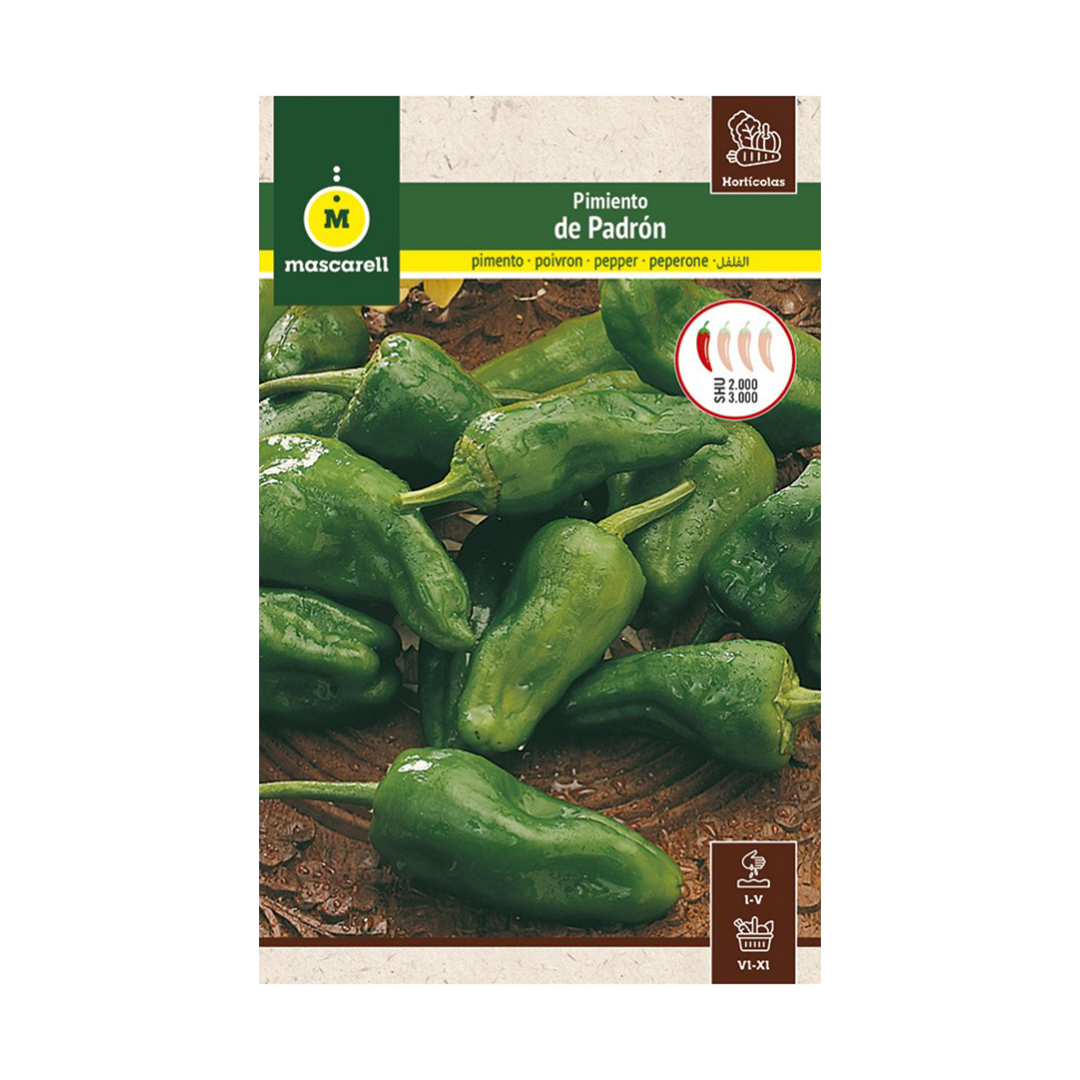 PIMIENTO DE PADRON "MAXI"