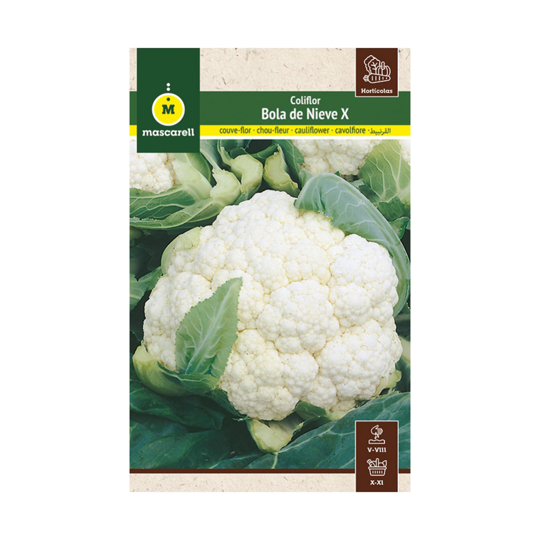 COLIFLOR TEMPRANA BOLA DE NIEVE X "MAXI"