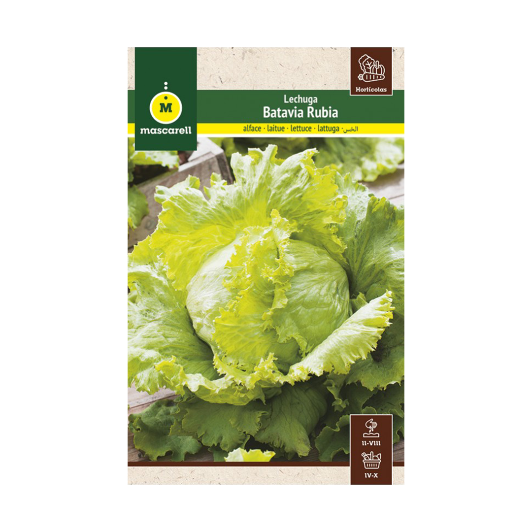 LECHUGA BATAVIA RUBIA "MAXI"