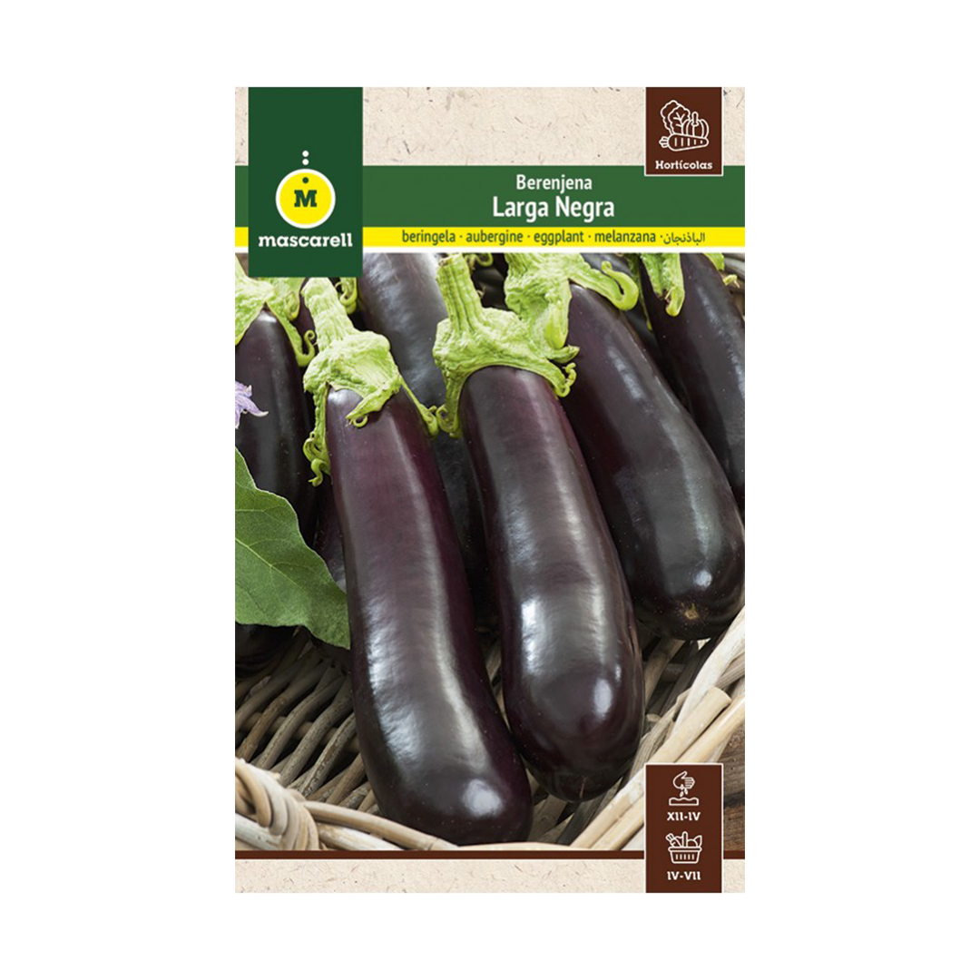 BERENJENA LARGA MORADA "MAXI"
