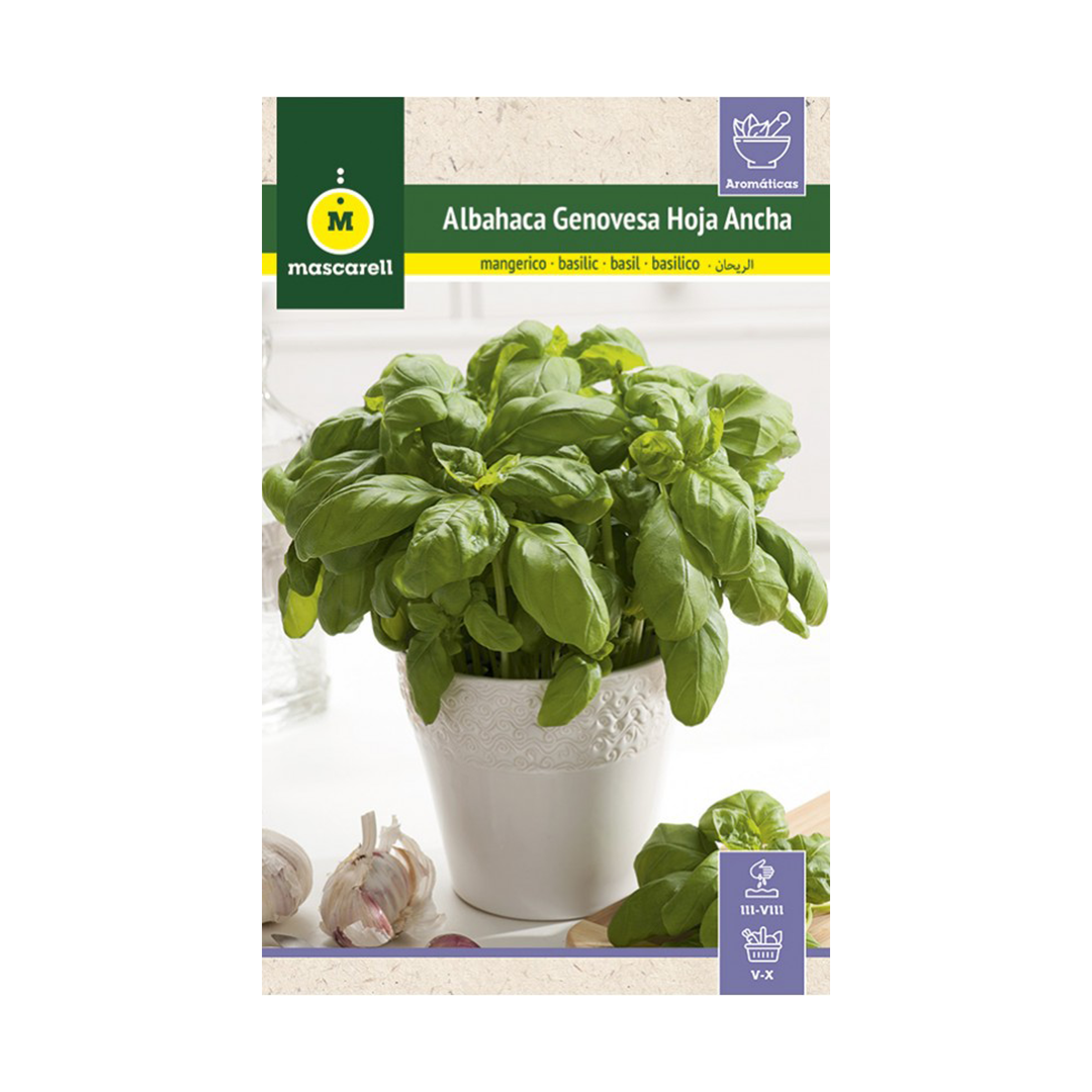 ALBAHACA GENOVESA HOJA ANCHA "RAINBOW"