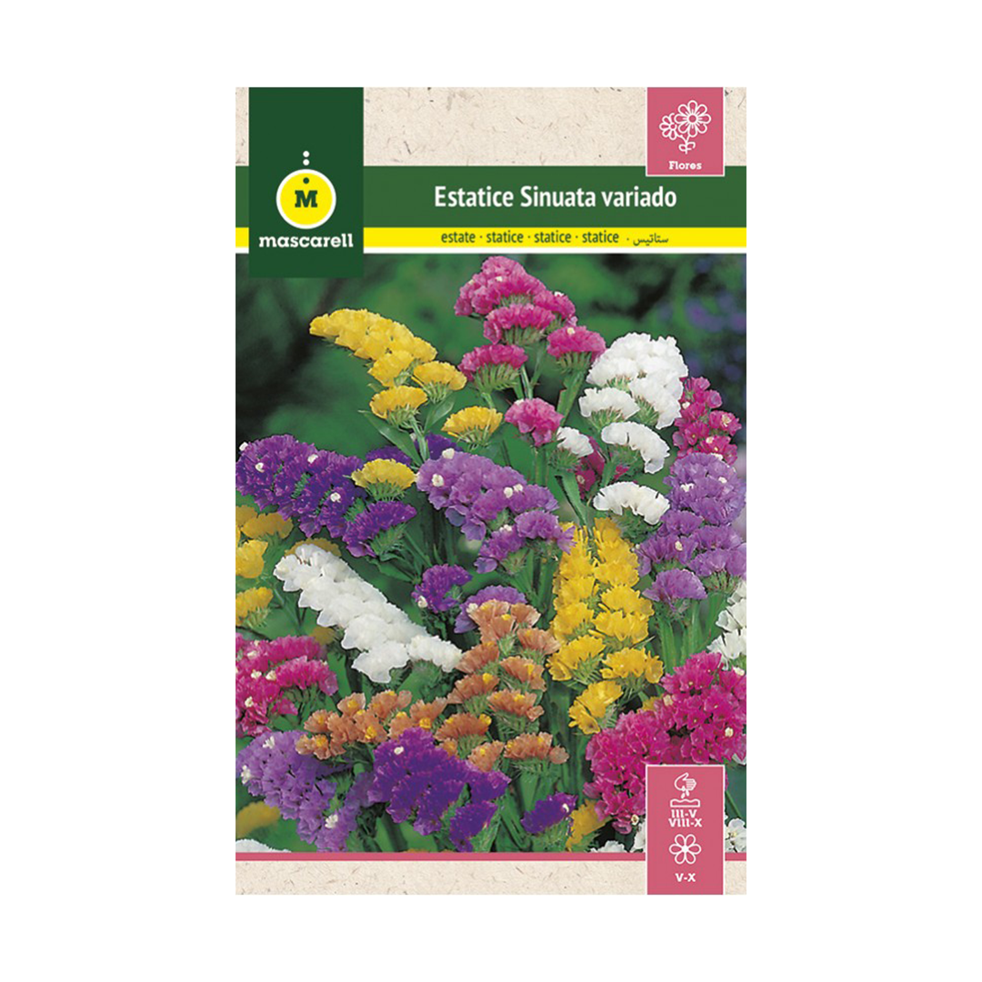 ESTATICE SINUATA VARIADA "J. CLUB"
