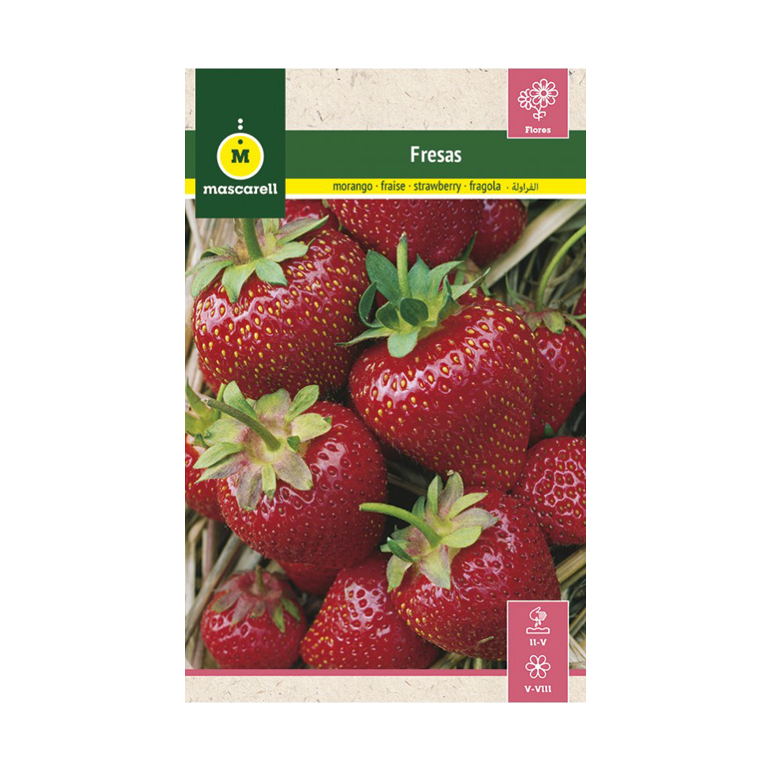FRESAS "RAINBOW"