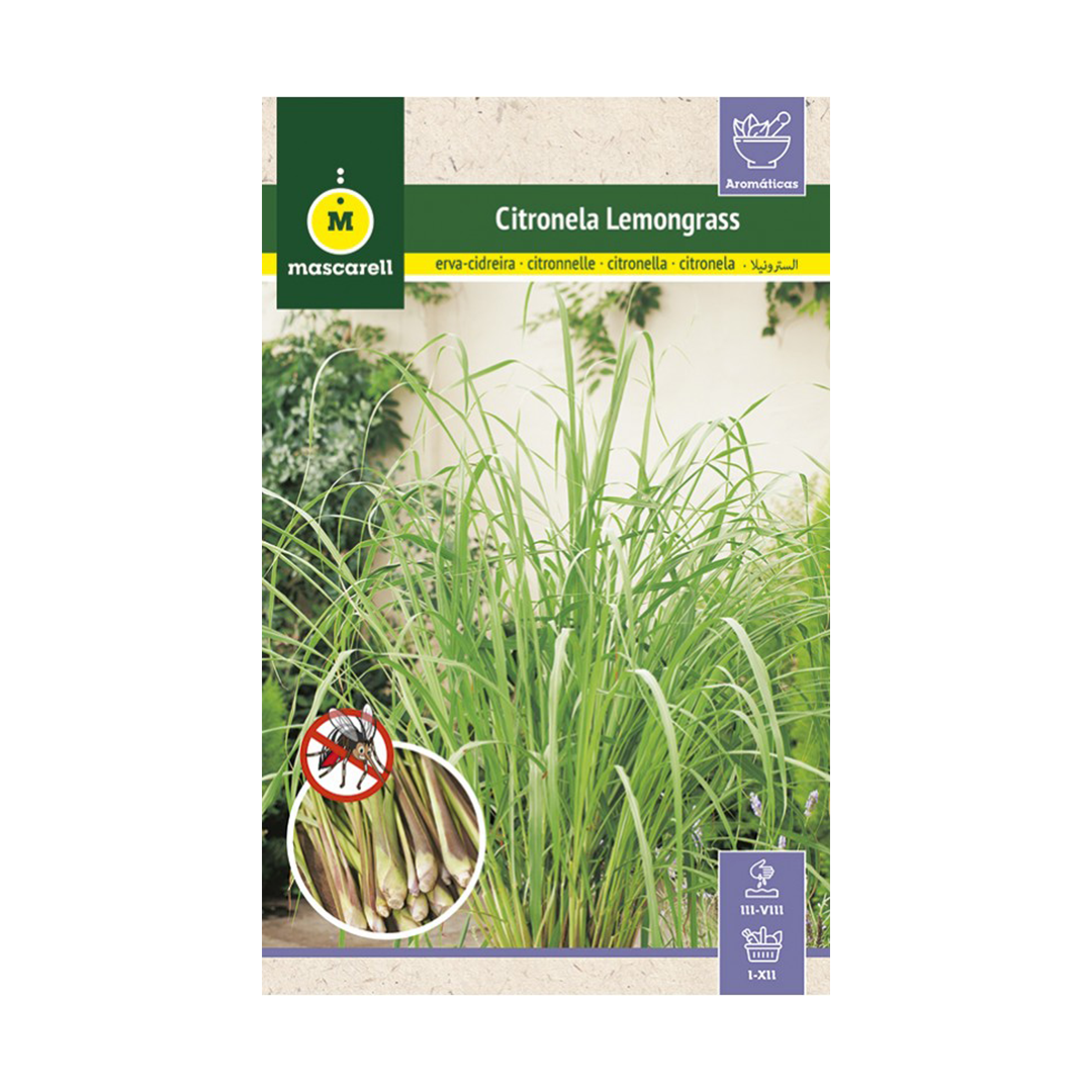 CITRONELA LEMONGRASS "RAINBOW"